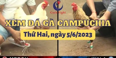 da-ga-truc-tuyen-5-6-2023