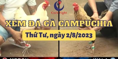da-ga-truc-tuyen-2-8-2023