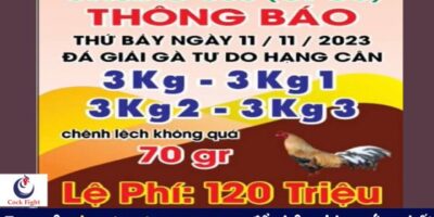 giai ga tu do ngay 11-11-2023
